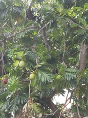 Artocarpus altilis