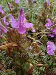 Pedicularis sylvatica