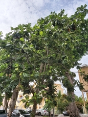 Artocarpus altilis