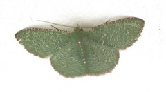 Eucyclodes metaspila