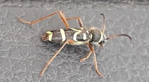 Wasp Beetle, Meridiaanpad, Almere, Flevoland, NL, photo 9 of 10