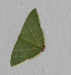 Urolitha bipunctifera