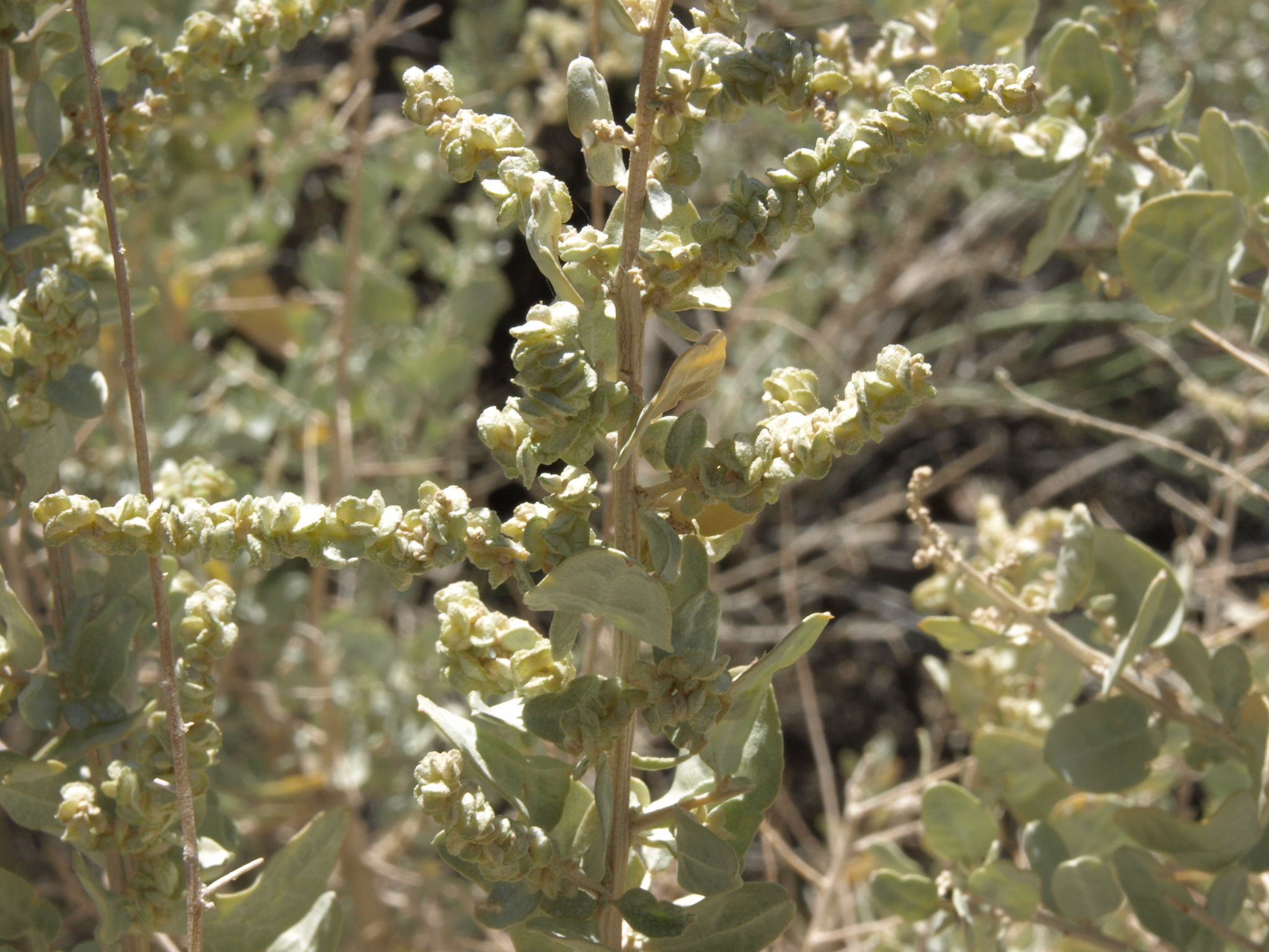 Atriplex torreyi var. torreyi