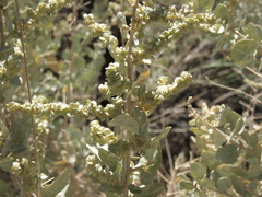 Atriplex torreyi torreyi