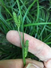 Carex maculata