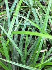 Carex maculata