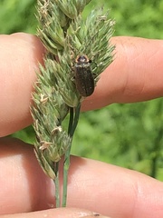 Atalantycha dentigera