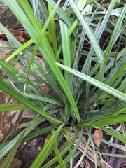 Carex maculata