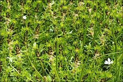 Myriophyllum simulans