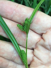 Carex maculata