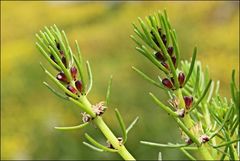 Myriophyllum simulans