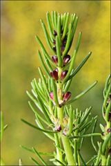 Myriophyllum simulans
