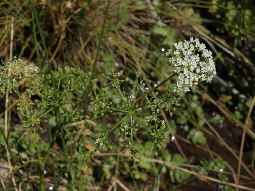 Cut-leaved Water-parsnip