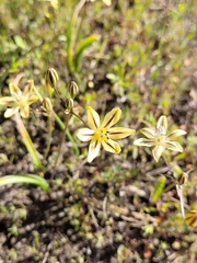 Triteleia ixioides
