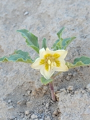 Leucophysalis nana