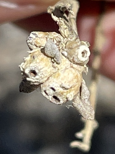 photo of Coyote Brush Bud Gall Midge (Rhopalomyia californica)