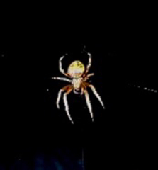 Araneus marmoreus