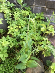 Epipactis helleborine