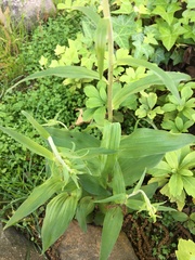 Epipactis helleborine