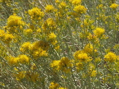 Ericameria nauseosa bernardina