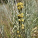 Bolander Silver Sagebrush - Photo (c) Jim Morefield, some rights reserved (CC BY)