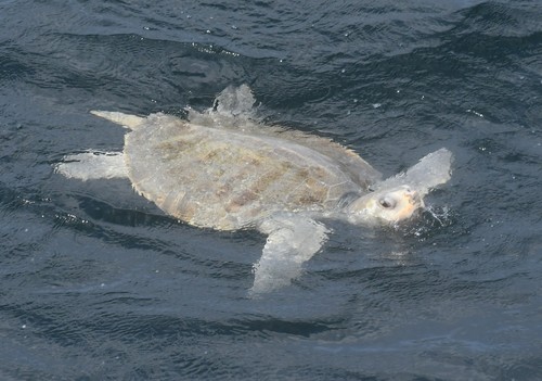 Kemp's Ridley Sea Turtle