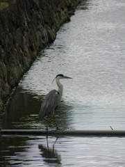 Ardea cinerea