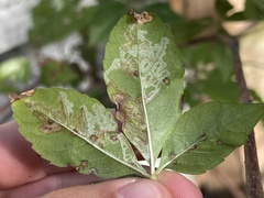 Phyllocnistis ampelopsiella