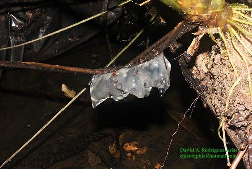 Cruziohyla sylviae