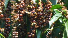 Macraspis costaricensis