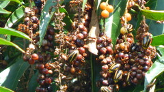 Macraspis costaricensis