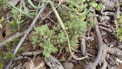 Crassula mesembryanthoides