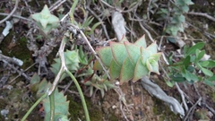 Crassula perforata perforata