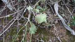 Crassula perforata perforata