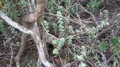 Crassula perforata perforata