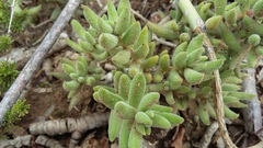 Crassula mesembryanthoides