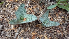 Ledebouria ensifolia