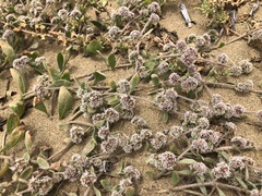 Chorizanthe cuspidata cuspidata