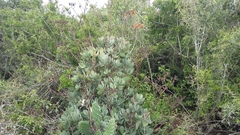 Cotyledon velutina