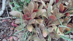 Crassula orbicularis