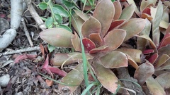 Crassula orbicularis