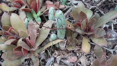 Baculellum articulatum