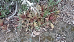 Crassula orbicularis