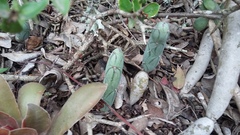 Baculellum articulatum