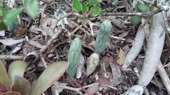 Baculellum articulatum
