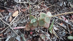 Crassula cordata