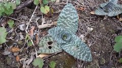 Ledebouria ensifolia