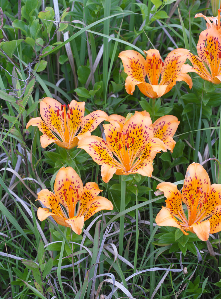 Thunberg's Lily
