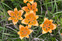 Lilium maculatum