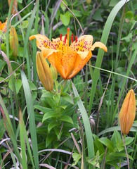 Lilium maculatum